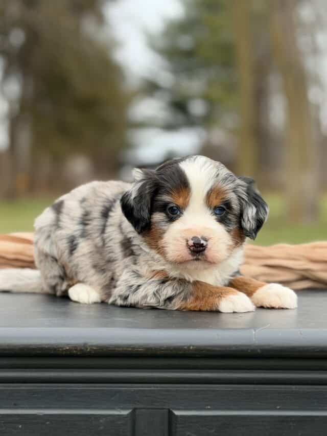 bernedoodle puppy