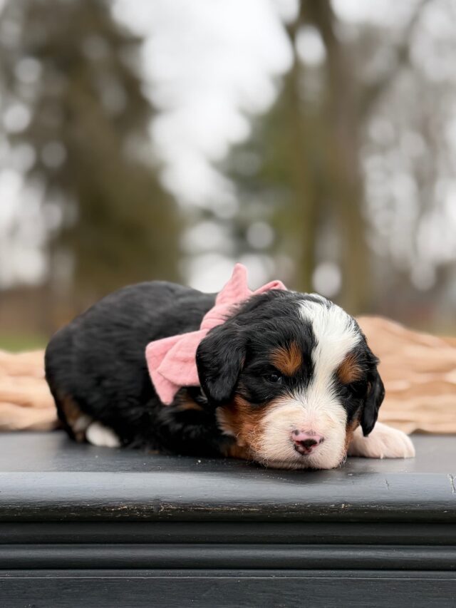 bernedoodle puppy