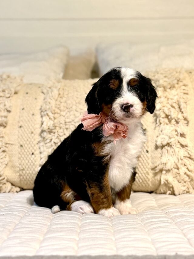 bernedoodle puppy