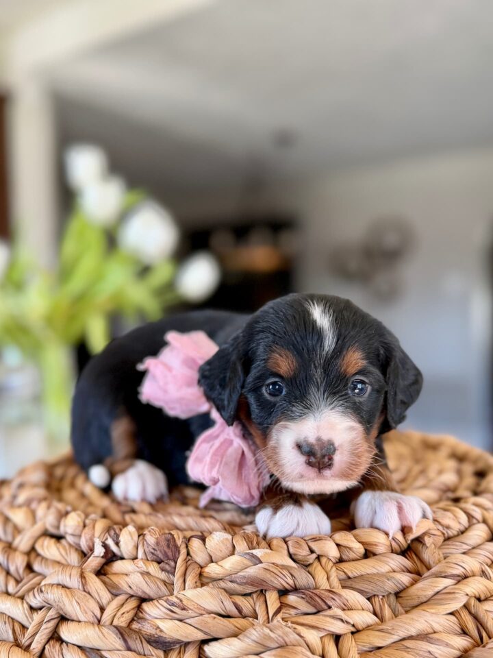 bernedoodle puppy