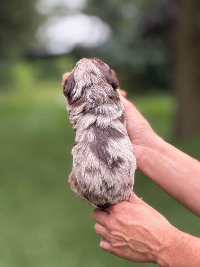 bernedoodle puppy