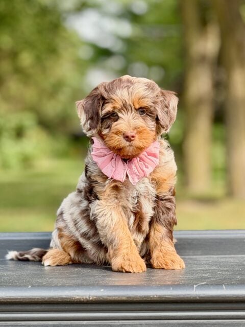 bernedoodle puppy