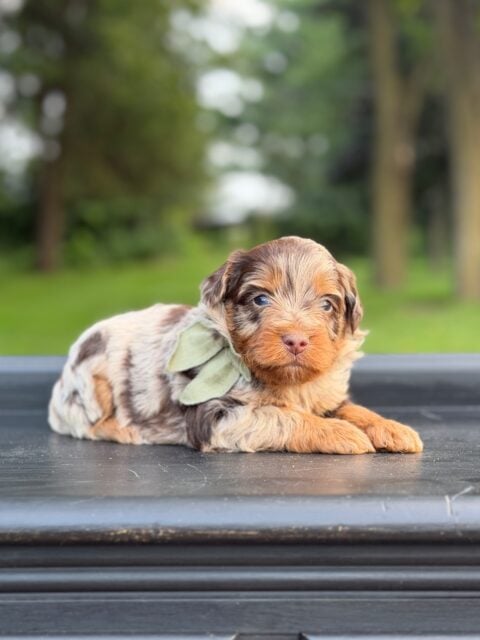 bernedoodle puppy
