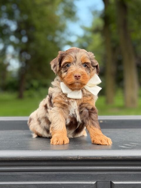 bernedoodles puppy