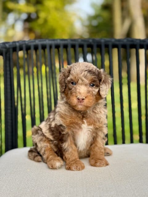 bernedoodle puppy