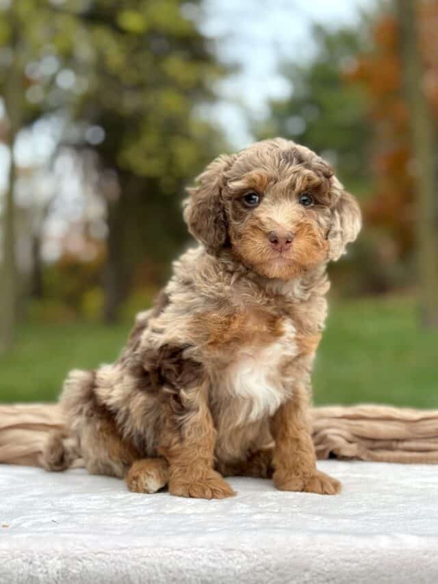 bernedoodle puppy