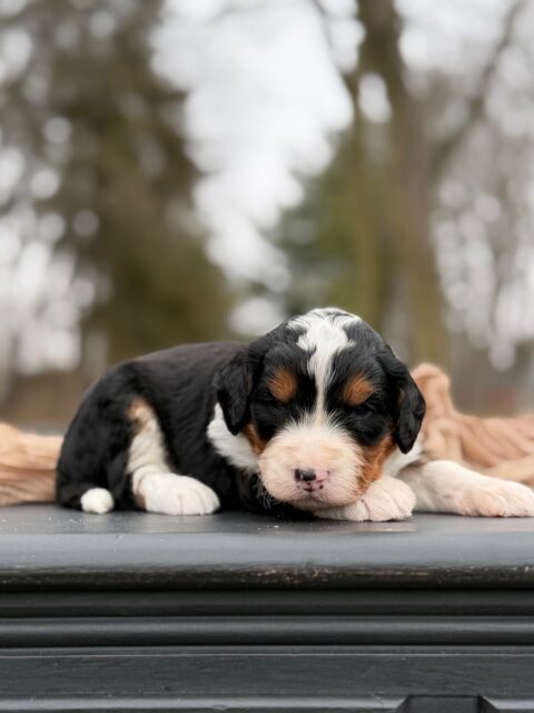 bernedoodle puppy