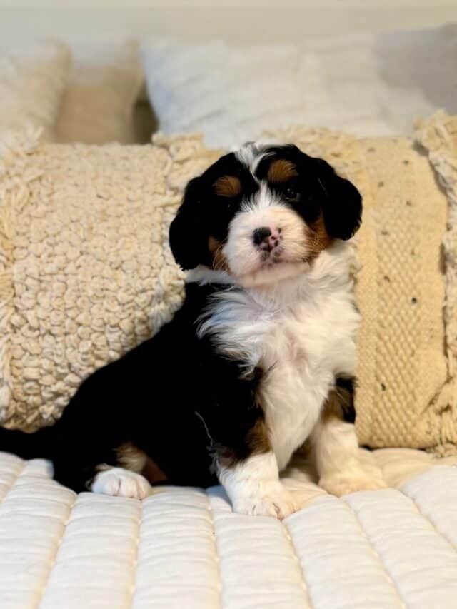 bernedoodle puppy