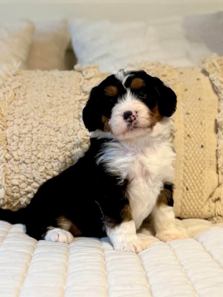bernedoodle puppy
