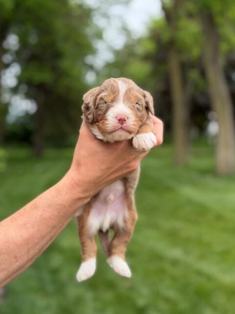bernedoodle puppy