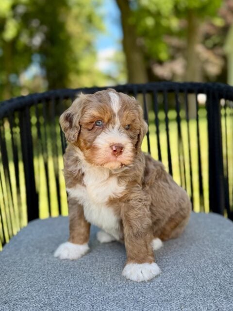 bernedoodle puppy