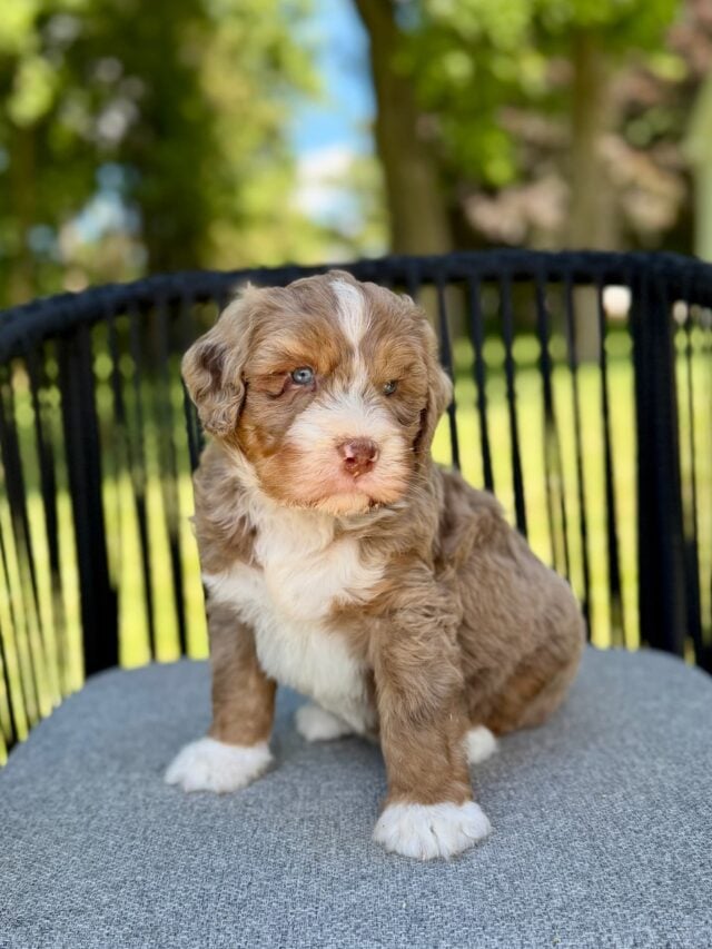 bernedoodle puppy