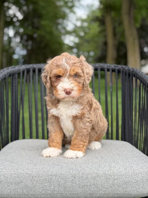 bernedoodle puppy
