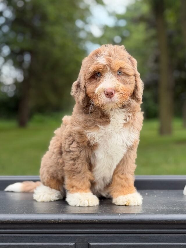 bernedoodle puppy