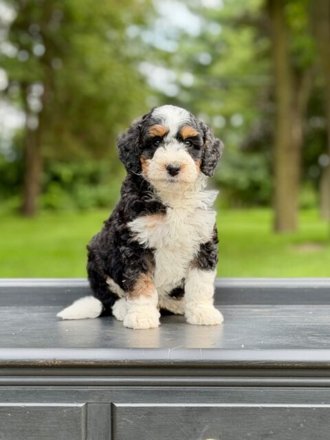bernedoodles puppy