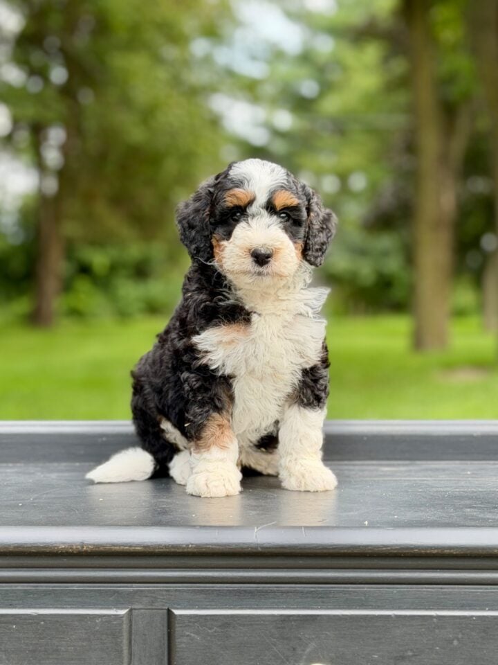bernedoodles puppy