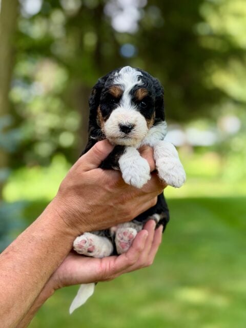 bernedoodle puppy