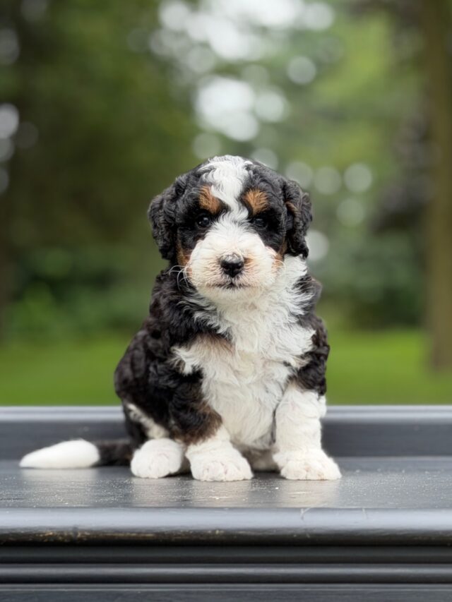 bernedoodle puppy