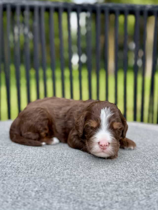 chocolate bernedoodle puppy