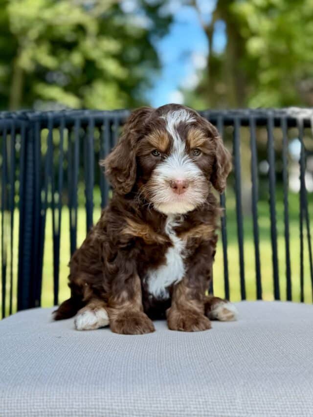 bernedoodle puppy