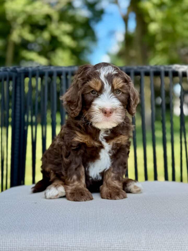 bernedoodle puppy