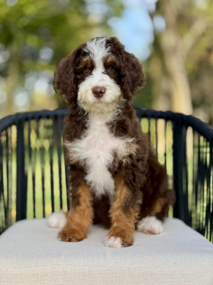 bernedoodle puppy