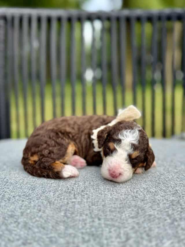 chocolate bernedoodle puppy