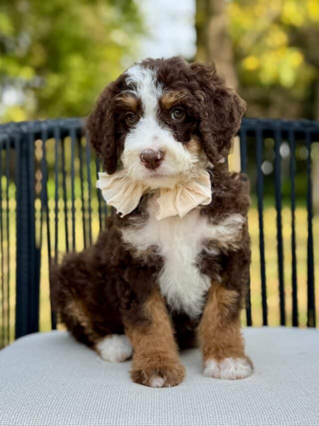 bernedoodle puppy