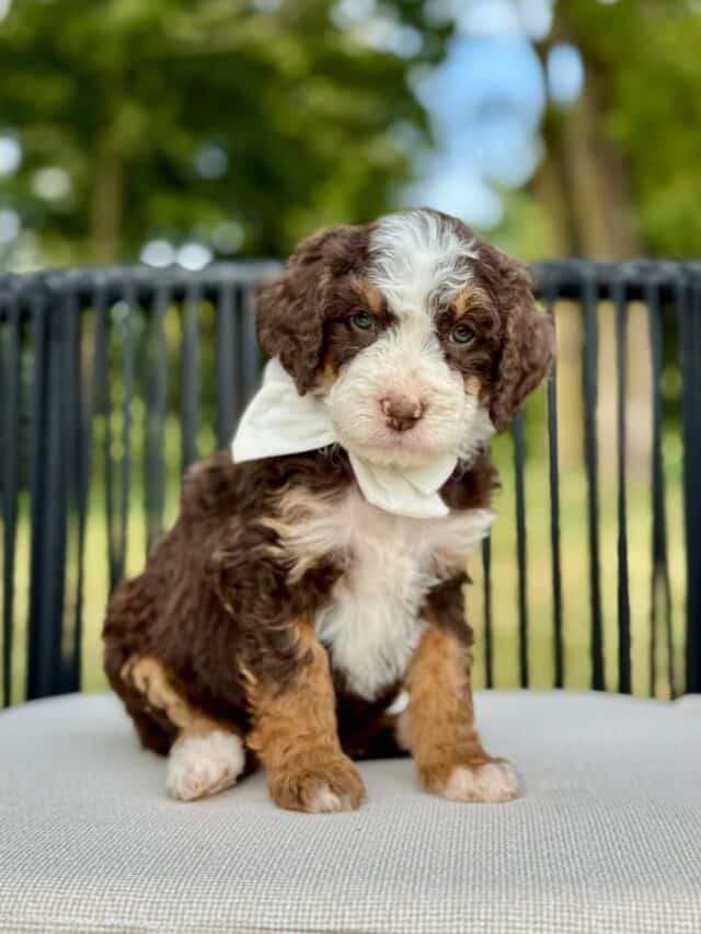 bernedoodle puppy