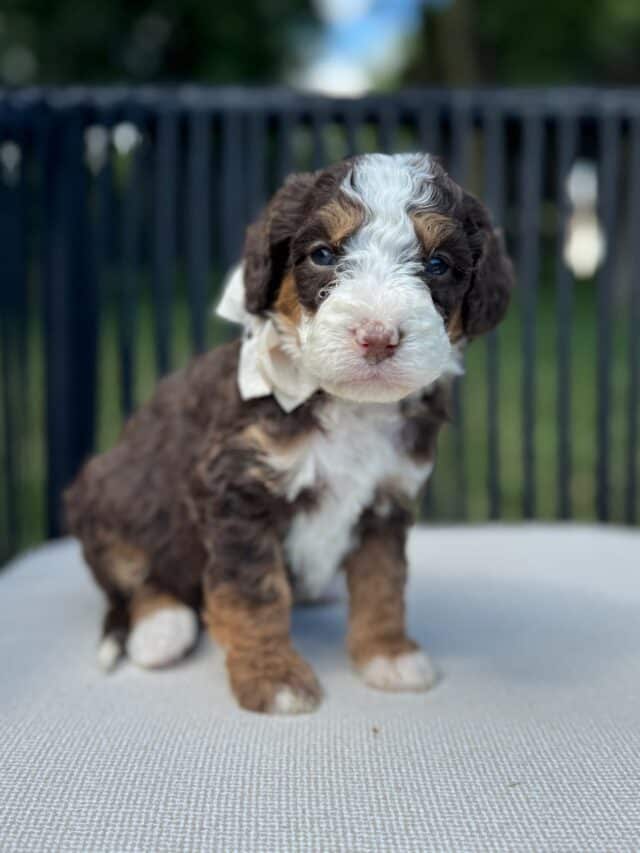 bernedoodle puppy