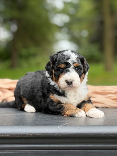 bernedoodle puppy