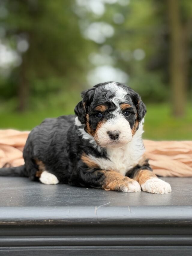 bernedoodle puppy