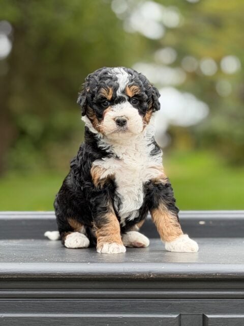 bernedoodle puppy