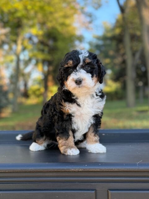 bernedoodle puppy