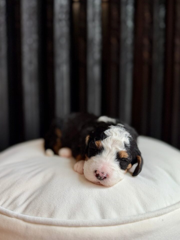 bernedoodle puppy