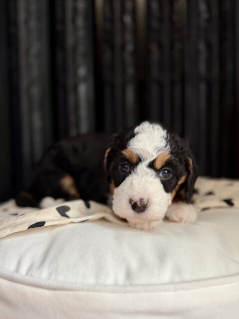 bernedoodle puppy