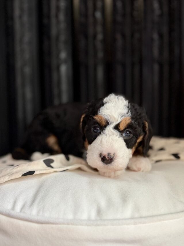 bernedoodle puppy