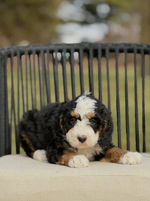 bernedoodle puppy