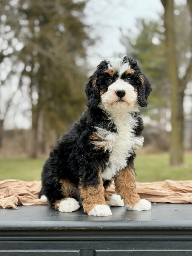 bernedoodle puppy