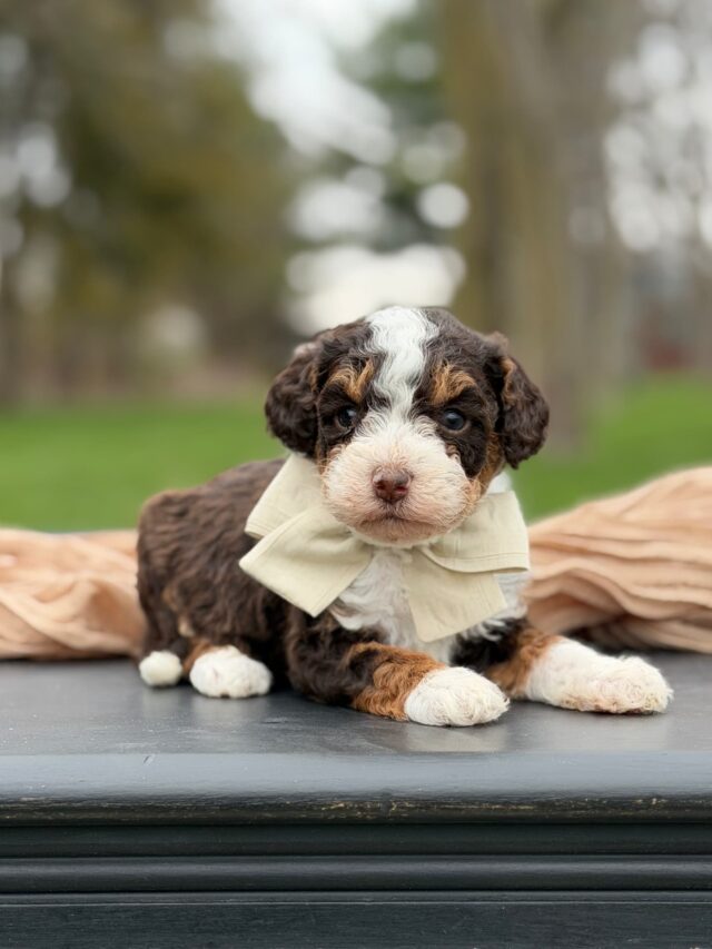 bernedoodle puppy
