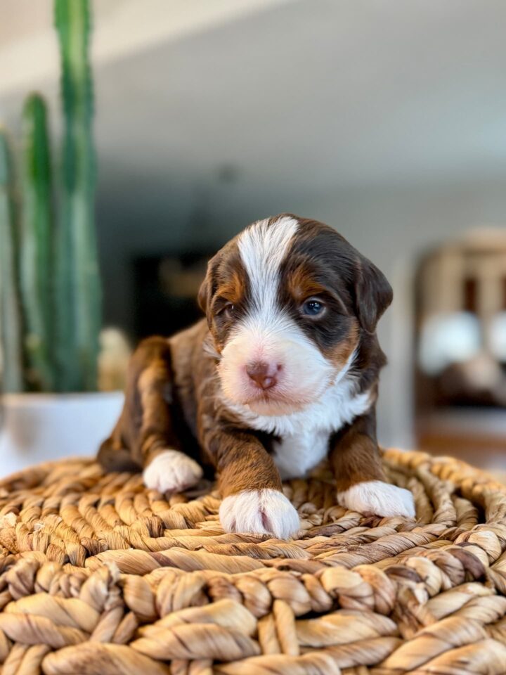 bernedoodle puppy