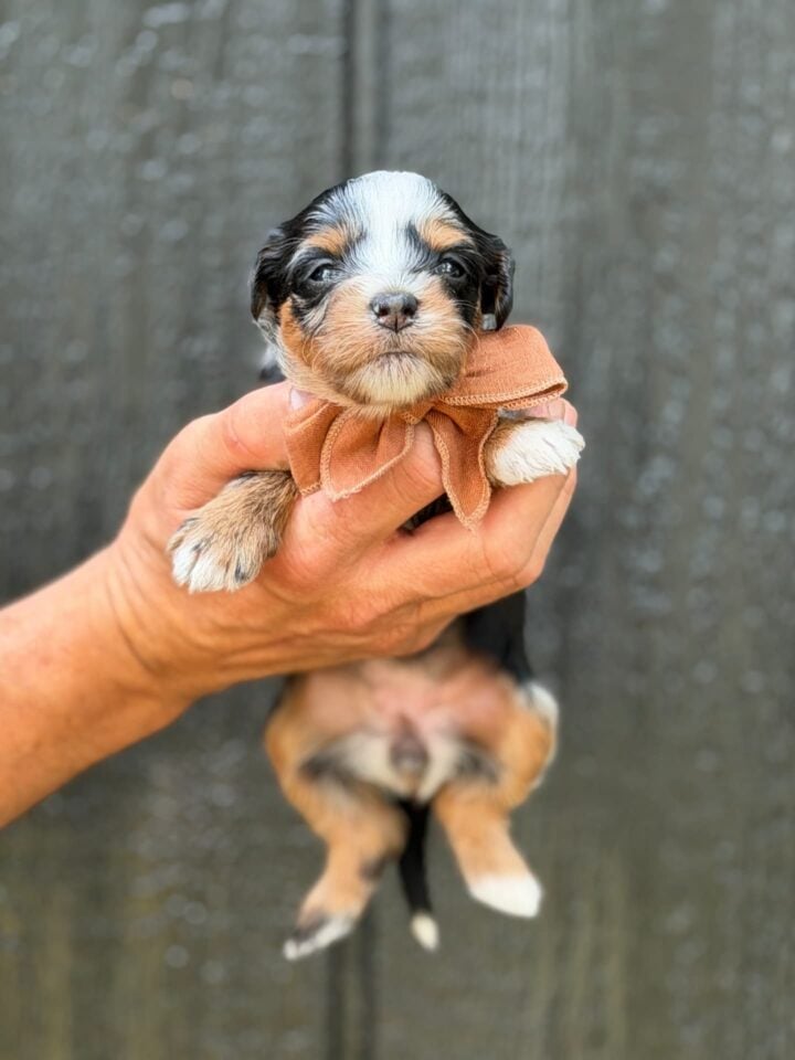 bernedoodle puppy