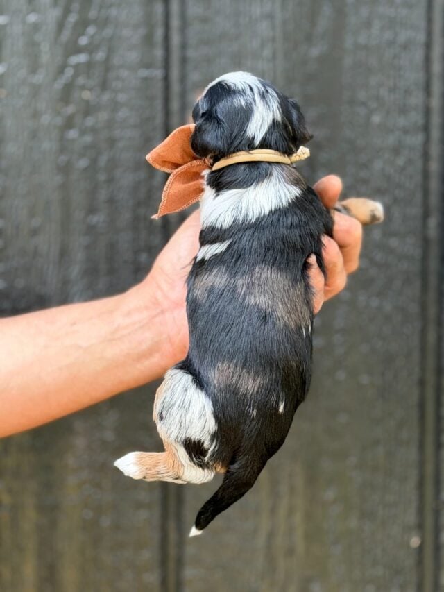 bernedoodle puppy