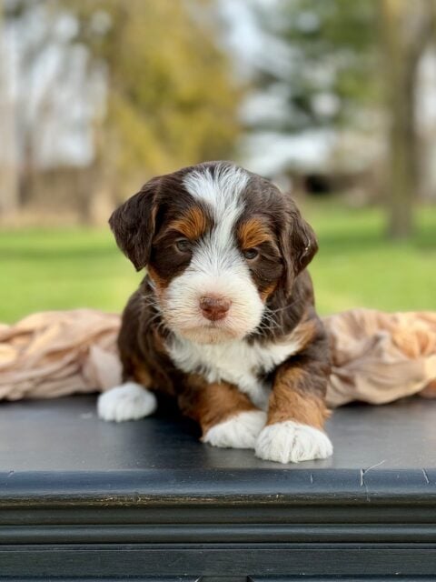 bernedoodle puppy