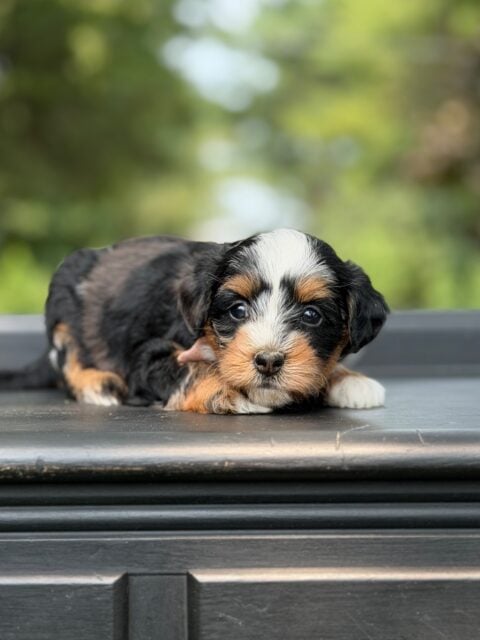 bernedoodle puppy