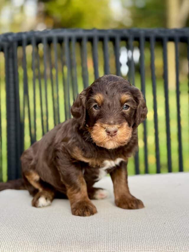 bernedoodle puppy