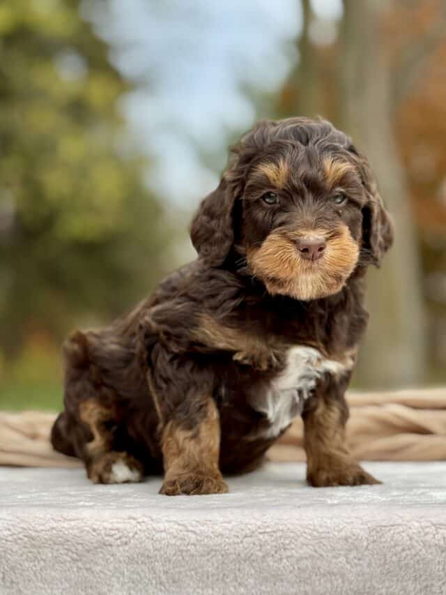 bernedoodle puppy