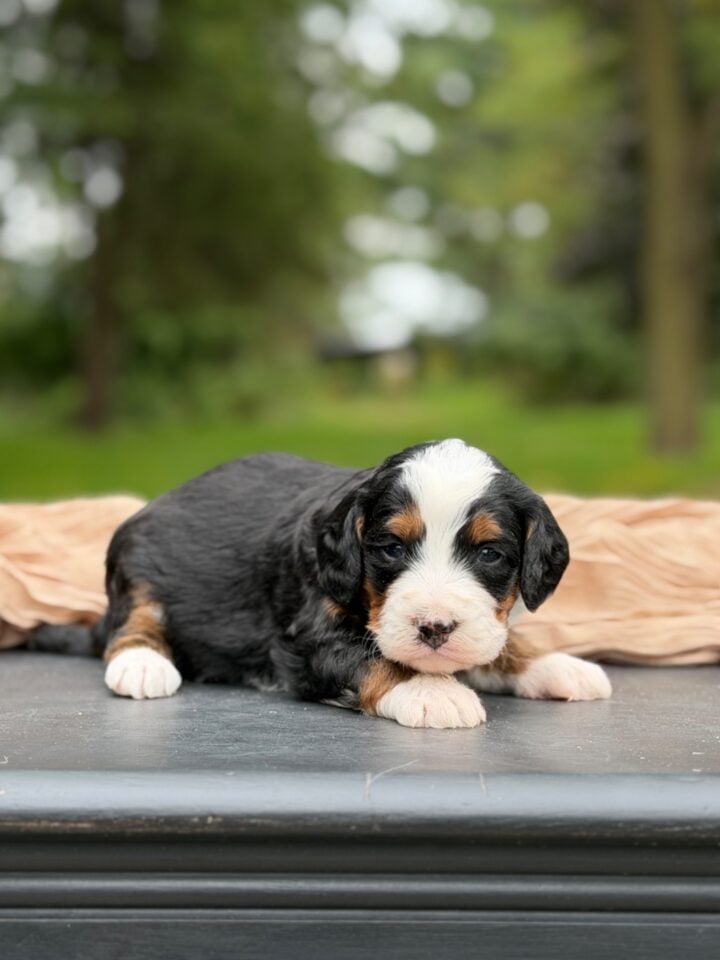 bernedoodle puppy