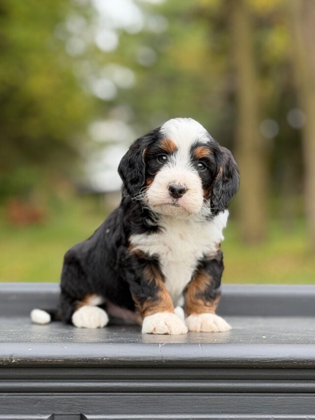 bernedoodle puppy