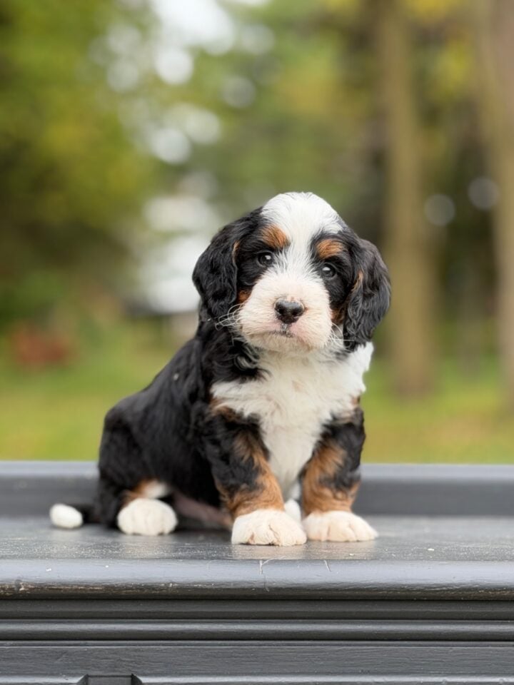bernedoodle puppy